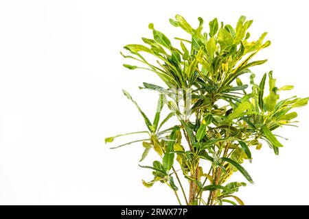 Codiaeum mammy croton gros plan avec espace de copie Banque D'Images