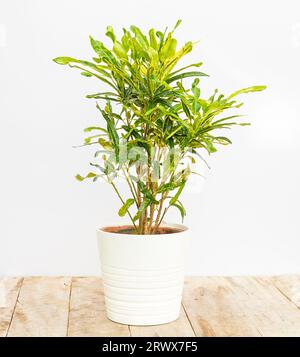 Belle plante codiaeum croton mammy dans un pot en céramique blanche Banque D'Images
