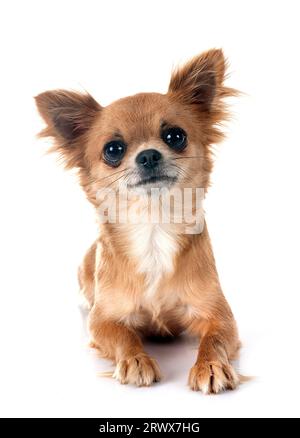 Peu chihuahua in front of white background Banque D'Images