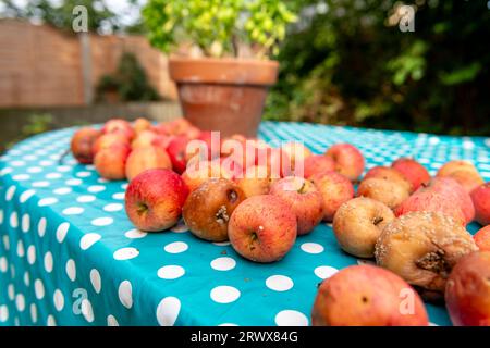 Pommes bio sur une table dans le jardin. Banque D'Images