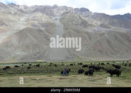 Fermier gardant ses yaks au col de Shandur dans le nord du Pakistan Banque D'Images