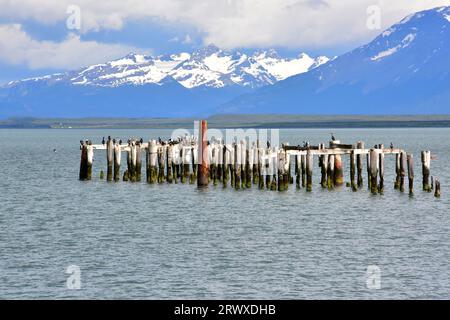 Puerto Natales, ancienne jetée avec des cormorans. Provincia de Ultima Esperanza, Magallanes y Antartica Chilena. Banque D'Images