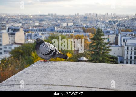 Un pigeon de roche sauvage, Columba livia, surplombant la ville de Paris, France depuis le coin d'une corniche de ciment Banque D'Images