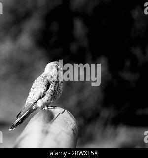 Faucon crécerelle Banque D'Images