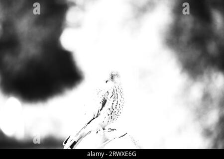 Faucon crécerelle Banque D'Images