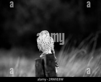 Faucon crécerelle Banque D'Images