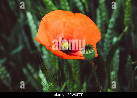 Coquelicots dans un champ d'orge Banque D'Images