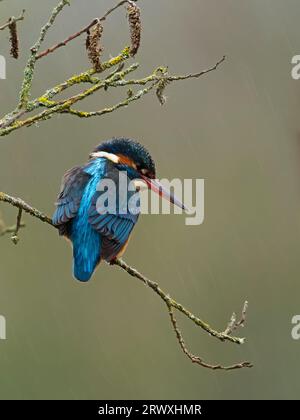 Gros plan de derrière un kingfisher perché sur les branches d'un buisson, regardant vers l'eau dans un lagon. Alcedo atthis. Banque D'Images