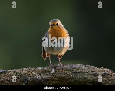 Gros plan d'un Robin perché sur un tronc d'arbre, se démarquant sur un fond vert. Erithacus rubecula. Banque D'Images