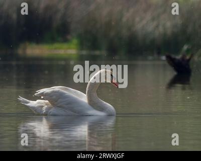 Un cygne muet nageant calmement dans un lagon de marais. Cygnus olor. Banque D'Images