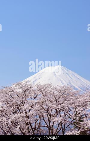 YamanashiCerisiers en fleurs à Kawaguchiko et Mt. Fuji Banque D'Images