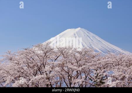 YamanashiCerisiers en fleurs à Kawaguchiko et Mt. Fuji Banque D'Images