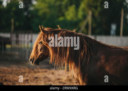 Portrait d'un cheval de travail dans le village au coucher du soleil. Banque D'Images