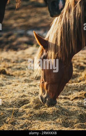 Portrait rapproché d'un cheval de travail au coucher du soleil. Banque D'Images