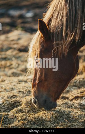 Portrait rapproché d'un cheval de travail au coucher du soleil. Banque D'Images
