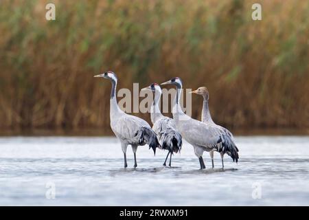 Troupeau de grues communes / grue eurasienne (Grus grus) groupe avec des jeunes se reposant en eau peu profonde en automne / automne, Mecklenburg-Vorpommern, Allemagne Banque D'Images