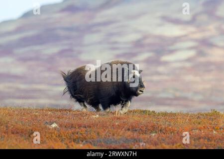 Bœuf musqué (Ovibos moschatus) vache solitaire / femelle courant sur la toundra en automne, parc national de Dovrefjell–Sunndalsfjella, Norvège Banque D'Images