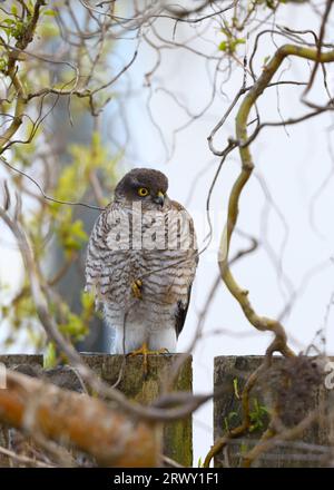 Un faucon du moineau d'Eurasie mâle (Accipiter nisus) perché sur une clôture de jardin camouflée sous les branches d'un arbre à Glasgow, en Écosse. Banque D'Images