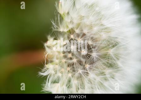 macro pissenlit gros plan Banque D'Images