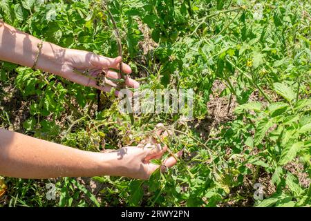 un jardinier examine un arbuste de tomates avec des feuilles et des fruits malades. Prévention des maladies végétales. Banque D'Images