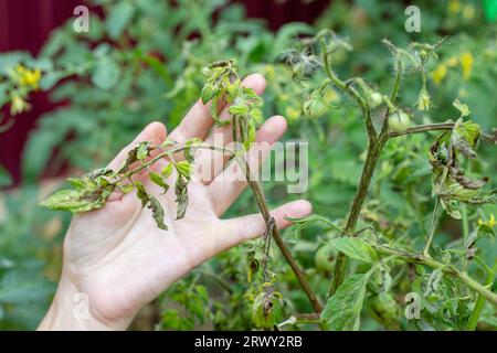 feuilles malades sur un buisson de tomates affectées par le mildiou tardif. la main du jardinier tient une branche de plante. Banque D'Images