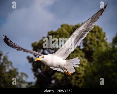 Gull en vol, photo prise dans une région locale pour moi dans le sud du pays de Galles. Banque D'Images