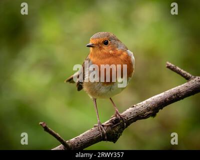 Robin sur un perchoir, photo prise dans une région locale pour moi dans le sud du pays de Galles. Banque D'Images