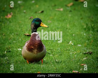 Mallard Duck se promenait, photo prise dans une région locale pour moi dans le sud du pays de Galles. Banque D'Images