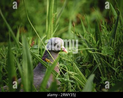 Colombe fouillant dans la longue herbe pour trouver de la nourriture, photographie prise dans une région locale de me South Wales. Banque D'Images