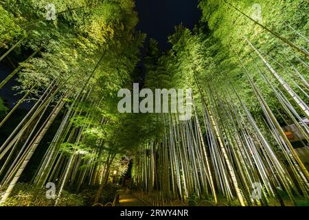 Shuzenji Onsen Un petit chemin à travers le bosquet de bambous entouré de verdure fraîche et illuminé (paysage de la place du banc circulaire à l'est) Banque D'Images