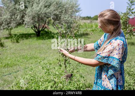 Une femme examine un arbuste de tomates déraciné d'un lit de jardin et infecté par la maladie du mildiou. Banque D'Images