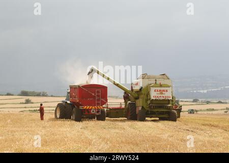 Nakuru, Kenya. 21 septembre 2023. Une moissonneuse-batteuse décharge le grain de blé fraîchement récolté dans une remorque de tracteur en attente à Rongai, près de Nakuru City. En marge de l’Assemblée générale des Nations Unies en cours à New York, le président du Kenya William Ruto, après avoir eu des entretiens avec le président ukrainien, Volodymyr Zelensky, a déclaré que l’Ukraine allait mettre en place un hub céréalier au port de Mombasa pour faire face à la pénurie alimentaire en Afrique de l’est. Le Kenya compte sur les pays producteurs de céréales comme l’Ukraine pour compléter le blé récolté localement. (Image de crédit : © James Wakibia/SOPA Images via ZUMA Press Wire) Banque D'Images