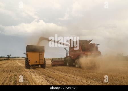 Nakuru, Kenya. 21 septembre 2023. Une moissonneuse-batteuse décharge les grains de blé fraîchement récoltés dans une remorque de tracteur en attente à Rongai, près de Nakuru City. En marge de l’Assemblée générale des Nations Unies en cours à New York, le président du Kenya William Ruto, après avoir eu des entretiens avec le président ukrainien, Volodymyr Zelensky, a déclaré que l’Ukraine allait mettre en place un hub céréalier au port de Mombasa pour faire face à la pénurie alimentaire en Afrique de l’est. Le Kenya compte sur les pays producteurs de céréales comme l’Ukraine pour compléter le blé récolté localement. (Image de crédit : © James Wakibia/SOPA Images via ZUMA Press Wire Banque D'Images