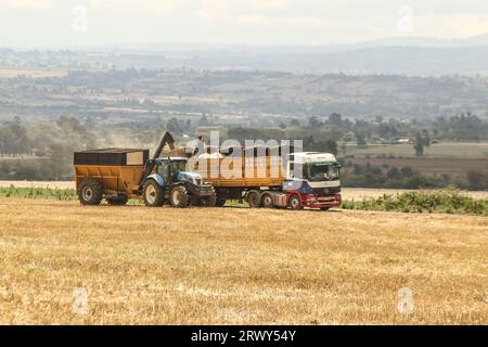 Nakuru, Kenya. 21 septembre 2023. Un tracteur décharge le grain de blé fraîchement récolté dans une remorque d'attente dans une ferme de Rongai, près de Nakuru City. En marge de l’Assemblée générale des Nations Unies en cours à New York, le président du Kenya William Ruto, après avoir eu des entretiens avec le président ukrainien, Volodymyr Zelensky, a déclaré que l’Ukraine allait mettre en place un hub céréalier au port de Mombasa pour faire face à la pénurie alimentaire en Afrique de l’est. Le Kenya compte sur les pays producteurs de céréales comme l’Ukraine pour compléter le blé récolté localement. (Image de crédit : © James Wakibia/SOPA Images via ZUMA Press Wire) EDITORI Banque D'Images