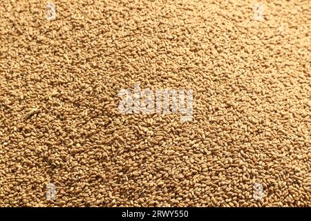 Nakuru, Kenya. 21 septembre 2023. Une vue de grain de blé fraîchement récolté dans une remorque dans une ferme à Rongai, près de Nakuru City. En marge de l’Assemblée générale des Nations Unies en cours à New York, le président du Kenya William Ruto, après avoir eu des entretiens avec le président ukrainien, Volodymyr Zelensky, a déclaré que l’Ukraine allait mettre en place un hub céréalier au port de Mombasa pour faire face à la pénurie alimentaire en Afrique de l’est. Le Kenya compte sur les pays producteurs de céréales comme l’Ukraine pour compléter le blé récolté localement. (Image de crédit : © James Wakibia/SOPA Images via ZUMA Press Wire) USAGE ÉDITORIAL SEULEMENT! Non Banque D'Images