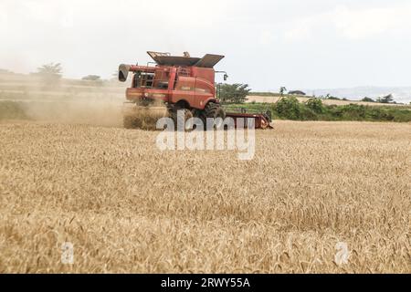 Nakuru, Kenya. 21 septembre 2023. Une moissonneuse-batteuse coupe un champ de blé dans une ferme de Rongai, près de Nakuru City. En marge de l’Assemblée générale des Nations Unies en cours à New York, le président du Kenya William Ruto, après avoir eu des entretiens avec le président ukrainien, Volodymyr Zelensky, a déclaré que l’Ukraine allait mettre en place un hub céréalier au port de Mombasa pour faire face à la pénurie alimentaire en Afrique de l’est. Le Kenya compte sur les pays producteurs de céréales comme l’Ukraine pour compléter le blé récolté localement. (Image de crédit : © James Wakibia/SOPA Images via ZUMA Press Wire) USAGE ÉDITORIAL SEULEMENT! Pas pour Commer Banque D'Images