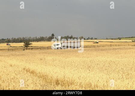 Nakuru, Kenya. 21 septembre 2023. Une remorque attend d’être remplie de grains de blé récoltés dans une ferme de Rongai, près de Nakuru City. En marge de l’Assemblée générale des Nations Unies en cours à New York, le président du Kenya William Ruto, après avoir eu des entretiens avec le président ukrainien, Volodymyr Zelensky, a déclaré que l’Ukraine allait mettre en place un hub céréalier au port de Mombasa pour faire face à la pénurie alimentaire en Afrique de l’est. Le Kenya compte sur les pays producteurs de céréales comme l’Ukraine pour compléter le blé récolté localement. (Photo de James Wakibia/SOPA Images/Sipa USA) crédit : SIPA USA/Alamy Live News Banque D'Images