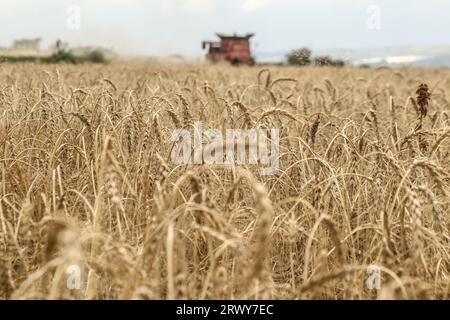 Nakuru, Kenya. 21 septembre 2023. Une moissonneuse-batteuse coupe un champ de blé dans une ferme de Rongai, près de Nakuru City. En marge de l’Assemblée générale des Nations Unies en cours à New York, le président du Kenya William Ruto, après avoir eu des entretiens avec le président ukrainien, Volodymyr Zelensky, a déclaré que l’Ukraine allait mettre en place un hub céréalier au port de Mombasa pour faire face à la pénurie alimentaire en Afrique de l’est. Le Kenya compte sur les pays producteurs de céréales comme l’Ukraine pour compléter le blé récolté localement. (Photo de James Wakibia/SOPA Images/Sipa USA) crédit : SIPA USA/Alamy Live News Banque D'Images