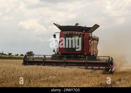 Nakuru, Kenya. 21 septembre 2023. Une moissonneuse-batteuse coupe un champ de blé dans une ferme de Rongai, près de Nakuru City. En marge de l’Assemblée générale des Nations Unies en cours à New York, le président du Kenya William Ruto, après avoir eu des entretiens avec le président ukrainien, Volodymyr Zelensky, a déclaré que l’Ukraine allait mettre en place un hub céréalier au port de Mombasa pour faire face à la pénurie alimentaire en Afrique de l’est. Le Kenya compte sur les pays producteurs de céréales comme l’Ukraine pour compléter le blé récolté localement. (Photo de James Wakibia/SOPA Images/Sipa USA) crédit : SIPA USA/Alamy Live News Banque D'Images