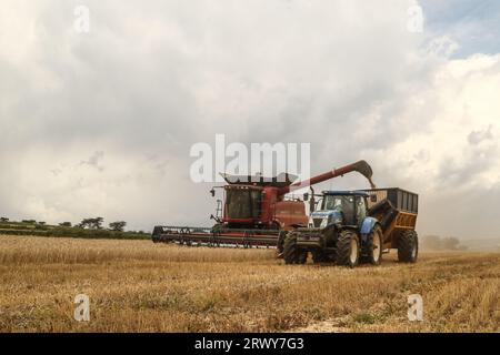 Une moissonneuse-batteuse décharge les grains de blé fraîchement récoltés dans une remorque de tracteur en attente à Rongai, près de Nakuru City. En marge de l’Assemblée générale des Nations Unies en cours à New York, le président du Kenya William Ruto, après avoir eu des entretiens avec le président ukrainien, Volodymyr Zelensky, a déclaré que l’Ukraine allait mettre en place un hub céréalier au port de Mombasa pour faire face à la pénurie alimentaire en Afrique de l’est. Le Kenya compte sur les pays producteurs de céréales comme l’Ukraine pour compléter le blé récolté localement. (Photo de James Wakibia/SOPA Images/Sipa USA) Banque D'Images