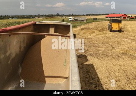 Nakuru, Kenya. 21 septembre 2023. Une vue de grain de blé fraîchement récolté dans une remorque dans une ferme à Rongai, près de Nakuru City. En marge de l’Assemblée générale des Nations Unies en cours à New York, le président du Kenya William Ruto, après avoir eu des entretiens avec le président ukrainien, Volodymyr Zelensky, a déclaré que l’Ukraine allait mettre en place un hub céréalier au port de Mombasa pour faire face à la pénurie alimentaire en Afrique de l’est. Le Kenya compte sur les pays producteurs de céréales comme l’Ukraine pour compléter le blé récolté localement. (Photo de James Wakibia/SOPA Images/Sipa USA) crédit : SIPA USA/Alamy Live News Banque D'Images