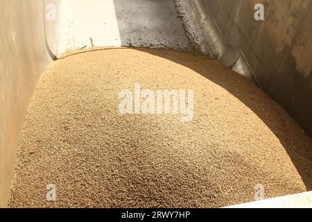 Nakuru, Kenya. 21 septembre 2023. Une vue de grain de blé fraîchement récolté dans une remorque dans une ferme à Rongai, près de Nakuru City. En marge de l’Assemblée générale des Nations Unies en cours à New York, le président du Kenya William Ruto, après avoir eu des entretiens avec le président ukrainien, Volodymyr Zelensky, a déclaré que l’Ukraine allait mettre en place un hub céréalier au port de Mombasa pour faire face à la pénurie alimentaire en Afrique de l’est. Le Kenya compte sur les pays producteurs de céréales comme l’Ukraine pour compléter le blé récolté localement. (Photo de James Wakibia/SOPA Images/Sipa USA) crédit : SIPA USA/Alamy Live News Banque D'Images