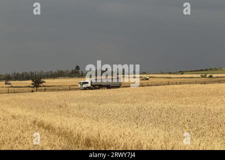 Nakuru, Kenya. 21 septembre 2023. Une remorque attend d’être remplie de grains de blé récoltés dans une ferme de Rongai, près de Nakuru City. En marge de l’Assemblée générale des Nations Unies en cours à New York, le président du Kenya William Ruto, après avoir eu des entretiens avec le président ukrainien, Volodymyr Zelensky, a déclaré que l’Ukraine allait mettre en place un hub céréalier au port de Mombasa pour faire face à la pénurie alimentaire en Afrique de l’est. Le Kenya compte sur les pays producteurs de céréales comme l’Ukraine pour compléter le blé récolté localement. (Photo de James Wakibia/SOPA Images/Sipa USA) crédit : SIPA USA/Alamy Live News Banque D'Images