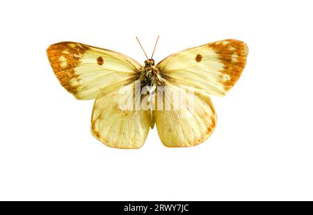 Mâle pâle trouble papillon jaune (Colias hyale) isolé sur fond blanc. Objet avec masque. Banque D'Images