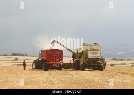 Une moissonneuse-batteuse décharge le grain de blé fraîchement récolté dans une remorque de tracteur en attente à Rongai, près de Nakuru City. En marge de l’Assemblée générale des Nations Unies en cours à New York, le président du Kenya William Ruto, après avoir eu des entretiens avec le président ukrainien, Volodymyr Zelensky, a déclaré que l’Ukraine allait mettre en place un hub céréalier au port de Mombasa pour faire face à la pénurie alimentaire en Afrique de l’est. Le Kenya compte sur les pays producteurs de céréales comme l’Ukraine pour compléter le blé récolté localement. (Photo de James Wakibia/SOPA Images/Sipa USA) Banque D'Images