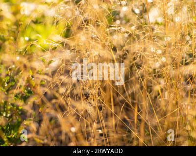 Foyer sélectif de fleur d'herbe sauvage dans la forêt, Deschampsia cespitosa. Champ envahi à la campagne. Grandes tiges sèches, fleurs et plantes dans le Banque D'Images