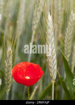 Un coquelicot rouge vibrant se distingue parmi un champ de blé doré, ses pétales se profilant contre le ciel lumineux Banque D'Images