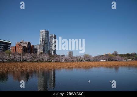 Shinobazuno Pond dans le parc Ueno avec des cerisiers en fleurs Banque D'Images