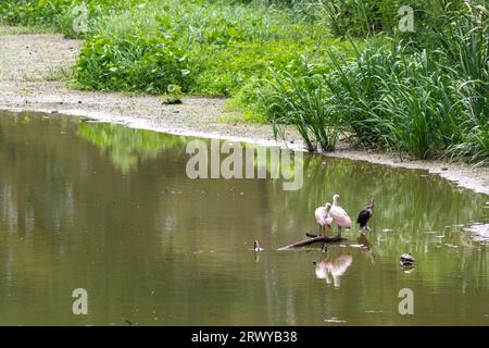 Deux spatules de rose perchées sur une bûche dans un habitat humide asséchant Banque D'Images