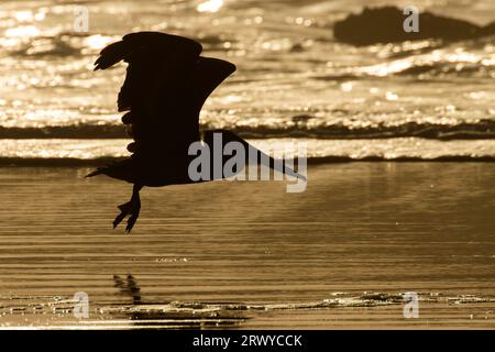 Silhouette de pélican brun (Pelecanus occidentalis), parc national de Seal Rock, Oregon Banque D'Images